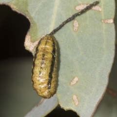 Gonipterus scutellatus at Evatt, ACT - 7 Nov 2023