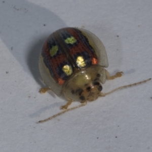 Paropsisterna annularis at Croke Place Grassland (CPG) - 7 Nov 2023