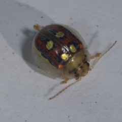 Paropsisterna annularis at Croke Place Grassland (CPG) - 7 Nov 2023