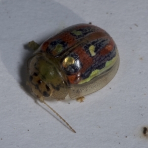 Paropsisterna annularis at Croke Place Grassland (CPG) - 7 Nov 2023