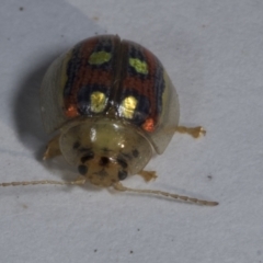 Paropsisterna annularis at Croke Place Grassland (CPG) - 7 Nov 2023