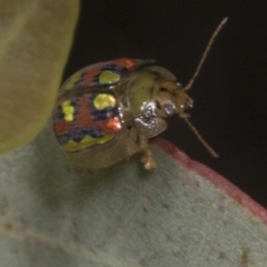 Paropsisterna annularis at Croke Place Grassland (CPG) - 7 Nov 2023