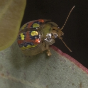 Paropsisterna annularis at Undefined Area - 7 Nov 2023 10:42 AM