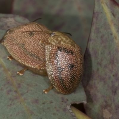 Paropsis atomaria (Eucalyptus leaf beetle) at McKellar, ACT - 6 Nov 2023 by AlisonMilton