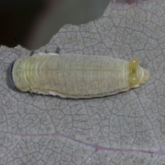 Paropsisterna m-fuscum (Eucalyptus Leaf Beetle) at Evatt, ACT - 6 Nov 2023 by AlisonMilton