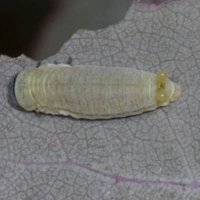 Paropsisterna m-fuscum (Eucalyptus Leaf Beetle) at Evatt, ACT - 7 Nov 2023 by AlisonMilton