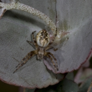 Paropsisterna m-fuscum at Evatt, ACT - 7 Nov 2023