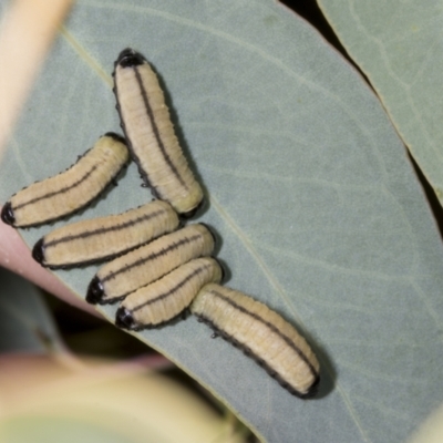 Paropsisterna cloelia (Eucalyptus variegated beetle) at Evatt, ACT - 7 Nov 2023 by AlisonMilton