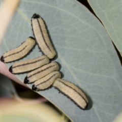 Paropsisterna cloelia (Eucalyptus variegated beetle) at Evatt, ACT - 6 Nov 2023 by AlisonMilton