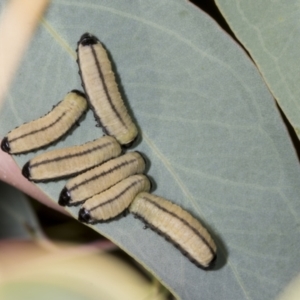 Paropsisterna cloelia at Evatt, ACT - 7 Nov 2023