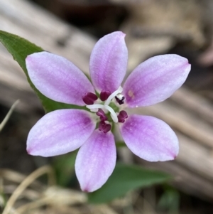 Schelhammera undulata at QPRC LGA - 15 Oct 2023