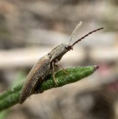 Monocrepidus sp. (genus) (Click beetle) at Tallaganda National Park - 10 Nov 2023 by AJB