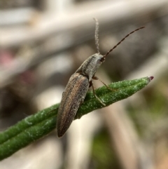 Elateridae (family) at QPRC LGA - suppressed