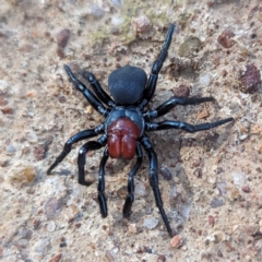 Missulena occatoria (Red-headed Mouse Spider) at Tuggeranong, ACT - 9 Nov 2023 by HelenCross