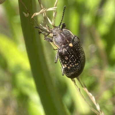 Lepispilus sp. (genus) (Yellow-spotted darkling beetle) at Tallaganda National Park - 10 Nov 2023 by AJB