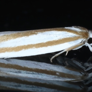 Xylorycta parabolella at Ainslie, ACT - 29 Oct 2023