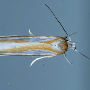 Xylorycta parabolella at Ainslie, ACT - 29 Oct 2023