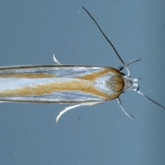 Xylorycta parabolella at Ainslie, ACT - 29 Oct 2023