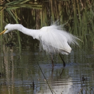 Ardea alba at Evatt, ACT - 7 Nov 2023 09:49 AM