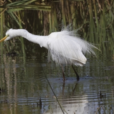 Ardea alba (Great Egret) at Evatt, ACT - 7 Nov 2023 by AlisonMilton