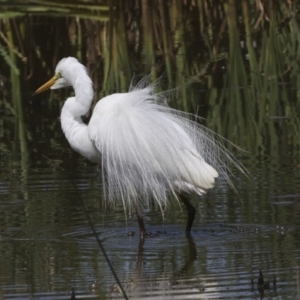 Ardea alba at Evatt, ACT - 7 Nov 2023 09:49 AM