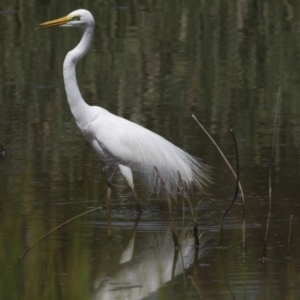 Ardea alba at Evatt, ACT - 7 Nov 2023 09:49 AM