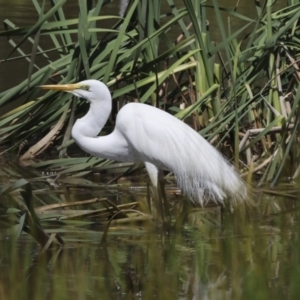 Ardea alba at Evatt, ACT - 7 Nov 2023 09:49 AM