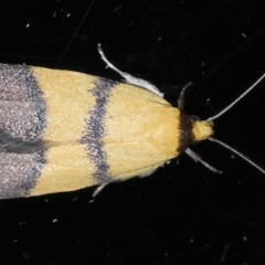 Heteroteucha translatella (Heteroteucha translatella) at Ainslie, ACT - 29 Oct 2023 by jb2602