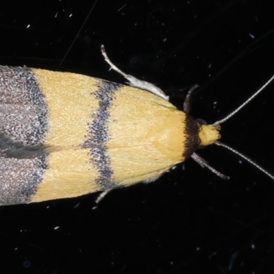 Heteroteucha translatella (Heteroteucha translatella) at Ainslie, ACT - 29 Oct 2023 by jb2602