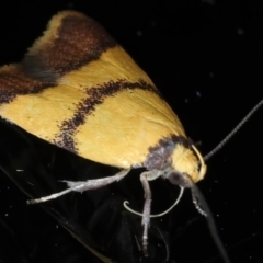 Heteroteucha translatella at Ainslie, ACT - 29 Oct 2023