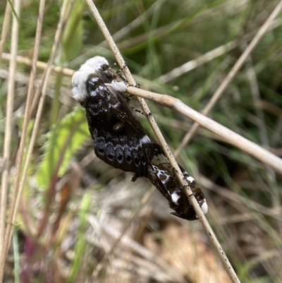 Genduara punctigera (Spotted Clear Winged Snout Moth) at QPRC LGA - 10 Nov 2023 by AJB