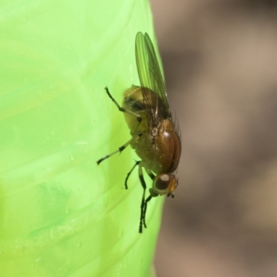 Lauxaniidae (family) (Unidentified lauxaniid fly) at ANBG - 22 Oct 2023 by AlisonMilton