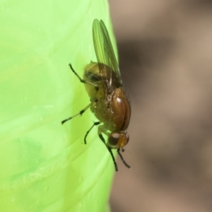 Lauxaniidae (family) at GG179 - 23 Oct 2023 10:20 AM