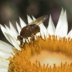 Lauxaniidae (family) (Unidentified lauxaniid fly) at Acton, ACT - 23 Oct 2023 by AlisonMilton