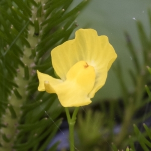 Utricularia gibba at Illilanga & Baroona - 8 Feb 2019 11:55 AM