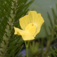 Utricularia australis (Yellow Bladderwort) at Illilanga & Baroona - 8 Feb 2019 by Illilanga
