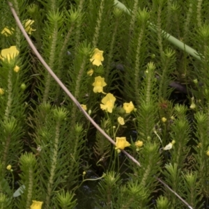 Utricularia gibba at Illilanga & Baroona - 8 Feb 2019