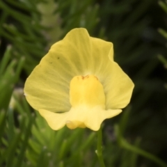 Utricularia gibba at Illilanga & Baroona - 8 Feb 2019