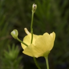 Utricularia gibba at Illilanga & Baroona - 8 Feb 2019
