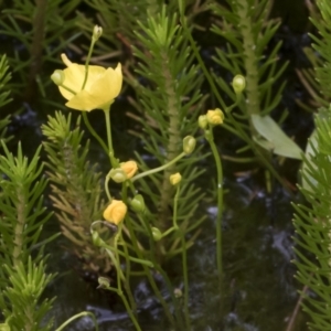 Utricularia gibba at Illilanga & Baroona - 8 Feb 2019