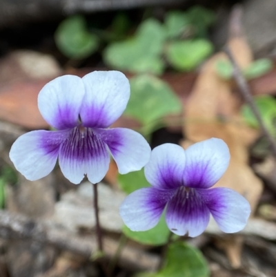 Viola hederacea (Ivy-leaved Violet) at Deua National Park (CNM area) - 15 Oct 2023 by AJB