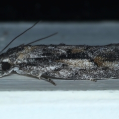 Agriophara discobola (A Flat-bodied moth (Depressidae) at Ainslie, ACT - 29 Oct 2023 by jb2602