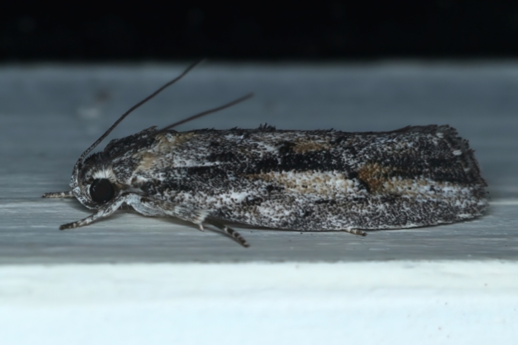 Agriophara discobola at Ainslie, ACT - 29 Oct 2023