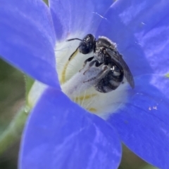 Lasioglossum (Chilalictus) sp. (genus & subgenus) (Halictid bee) at Holder, ACT - 20 Oct 2023 by AJB