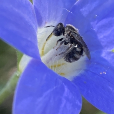 Lasioglossum (Chilalictus) sp. (genus & subgenus) (Halictid bee) at Holder, ACT - 20 Oct 2023 by AJB