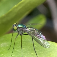 Austrosciapus sp. (genus) (Long-legged fly) at Holder, ACT - 13 Oct 2023 by AJB