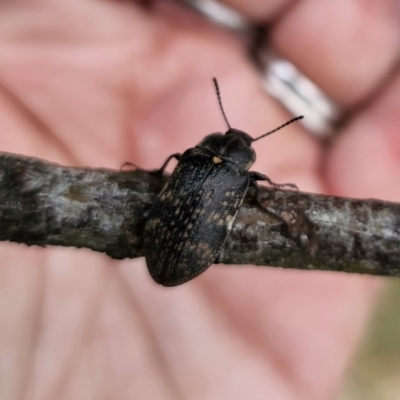 Pachycoelia sp. (genus) (A darkling beetle) at QPRC LGA - 10 Nov 2023 by Csteele4