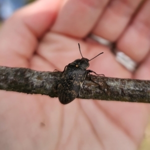 Lepispilus sp. (genus) at QPRC LGA - 10 Nov 2023