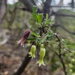 Billardiera scandens at QPRC LGA - suppressed