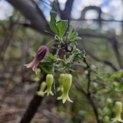 Billardiera scandens at QPRC LGA - suppressed